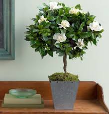 Growing gardenias in pots require some care and attention but they worth that as gardenias are famous for their heady fragrance and beautiful appearance. Gardenia Trees They Smell Amazing Gardenia Trees Growing Gardenias Gardenia Topiary