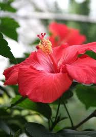 Top 35 Most Beautiful Flowers In The World A Z Hd Images Jessica Paster Beautiful Flowers Most Beautiful Flowers Beautiful Flowers Pictures