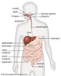 Gastrointestinal Tract Definition Organs Diagram Facts Britannica