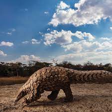 Near the coast and along major rivers. Did Pangolin Trafficking Cause The Coronavirus Pandemic The New Yorker