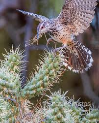 These birds also build their nests in chollas. Nature In Stock
