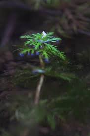 Image result for Limnophila indica
