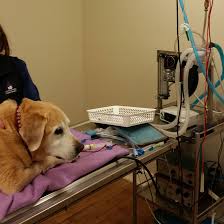 For how longer can your dog live with hemangiosarcoma without getting surgery? Spleen Tumour In Dogs Splenic Mass Treatment In Brisbane