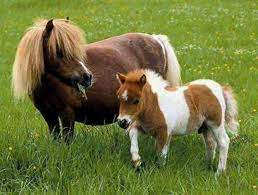 When the spanish conquistadores came to latin america, they brought some andalusian horses with them. Pin Von Maggie Janke Auf Welsh Other Ponies Miniaturpferde Pferdebilder Schone Pferde