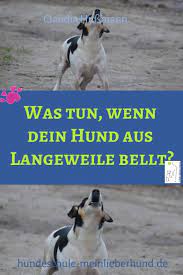 Hunde freuen sich, wenn sie andere menschen oder hunde treffen und drücken dies mit bellen aus. Wenn Dein Hund Bellt Weil Er Langeweile Hat Kannst Du Dagegen Leicht Etwas Tun Hor Dir Die Tipps Gleich An Hu Hund Bellt Hundchen Training Hundetraining