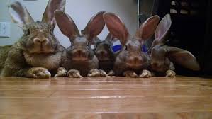 Image result for flemish giant rabbits