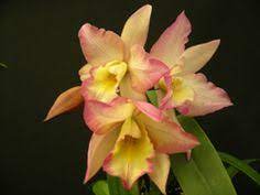 Apple blossom tea, she explained, moving to pick up itachi's dishes. 190 Orchids Ideas Orchids Plants Cattleya