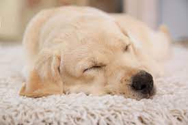 Why Does My Golden Retriever Sleep So Much