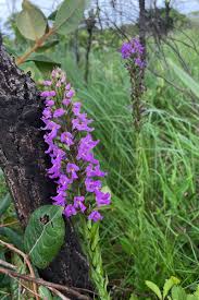 Image result for Brachycorythis pleistophylla