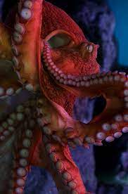 Tell Me O Octopus I Begs Is Those Things Arms Or Is They Legs I Marvel At Thee Octopus If I Were Thou I D Call Octopus Underwater Creatures Sea Animals