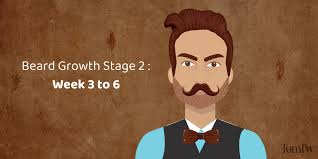 Growth in penis size and darkening of the skin on the scrotum and testicles. Beard Growth Stages And Beard Stages Chart By Days And Week