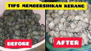 Beli online tempat cuci piring minimalis dan keran dapur di ikea dengan harga terjangkau. Cara Membersihkan Kerang Youtube
