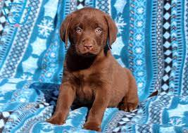 The labrador retriever (also labrador, or lab for short) is one of several kinds of retriever, a type of gun dog. Liam Labrador Retriever Chocolate Puppy For Sale Keystone Puppies Labrador Retriever Puppies Lab Puppies Labrador
