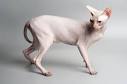 Sphynx Cats in Arizona - Joy Of Sphynx