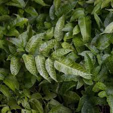 Image result for Coniogramme