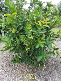 Image result for Syzygium niassense