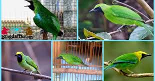 Walaupun memiliki nama cucak ternyata burung cucak ijo bukan merupakan satu suku dengan burung cucak jawa maupun cucak rowo. 5 Jenis Burung Cucak Ijo Ciri Ciri Dan Harga Pasaran Cucak Ijo Blogdaffa Com
