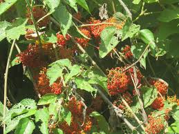 Image result for Urera