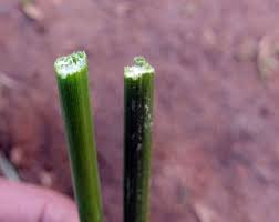 Image result for Eleocharis limosa