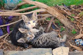 Yavru Kedi Feral Yabani Sevimli Hayvan Yavrulari Cute Kittens Hayvan Bebekler