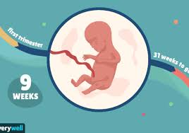 They are around the size of a large beef tomato and growing quickly! 9 Weeks Pregnant Baby Development Symptoms And More