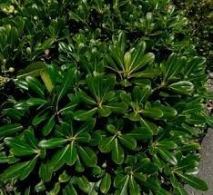 Image result for Pittosporaceae