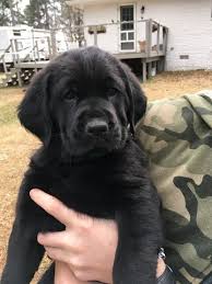 Litter Of 5 Bloodhound Golden Retriever Mix Puppies For Sale In Terry Ms Adn 65388 On Puppyfinder Co Golden Retriever Mix Puppies Puppies For Sale Bloodhound