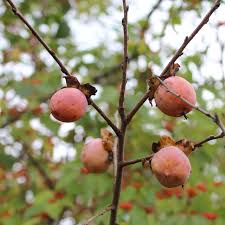 Image result for Diospyros squarrosa