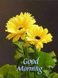 Looking for the beautiful good moring images? 85 Beautiful Good Morning Images With Flowers To Wish In Morning