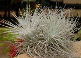 Allow your plant to soak up water through the drainage hole in the bottom of the pot for at least 45 min. How To Grow And Care For Air Plants Hgtv