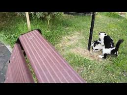 Kedilerin Oyunu Youtube Kedi Oyun Tirlar