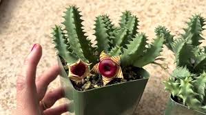 Image result for Huernia zebrina