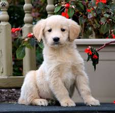 Why buy a golden retriever puppy for sale if you can adopt and save a life? Golden Retriever Mix Puppies For Sale Greenfield Puppies