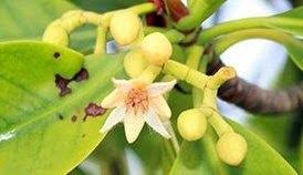 Image result for Rhizophora racemosa