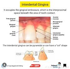 Image result for Gingiva