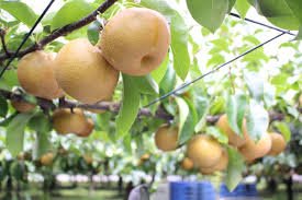 栃木県の農家応援サイト「カジル」