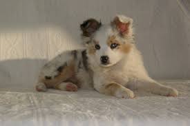 Are you looking to adopt a puppy? Common Questions About Purchasing A Mini Australian Shepherd Puppy
