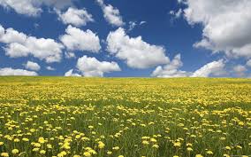 Castle by warm field of flowers digital background / backdrop. Field Of Flowers Wallpapers Pixelstalk Net