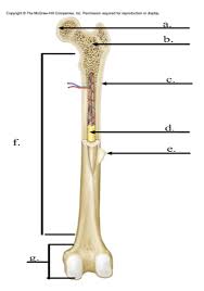 Labeling portions of a long bone. Long Bone Labeling 2018 Diagram Quizlet