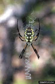 Black And Yellow Garden Spiders Black N Yellow Garden Spider Black