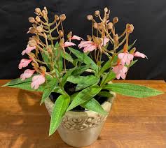 Image result for Habenaria