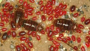 Here, is a post on baby bed bug pictures. Bed Bugs Disappeared For 40 Years Now They Re Back Here S What To Know