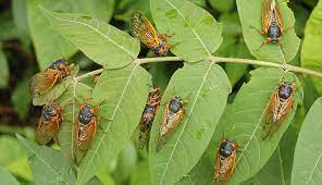 Cicadas are members of the hemiptera, then the homoptera (the homoptera is often considered an. Billions Of Cicadas Set To Invade The Eastern U S