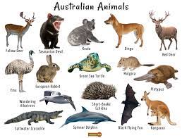 There are some 250 species of native mammals, 550 species of land. Australian Animals List Facts Conservation Pictures