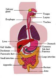 Unit 3 Digestive System Organs And Functions Diagram Quizlet