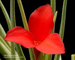 Image result for Albertisia exelliana