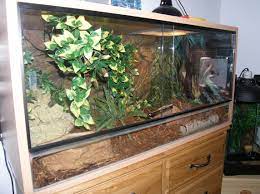 Corn Snake Caresheet Corn Snake Terrarium Tank Snake Tank