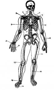 🌈 therapeutic effects of coloring pages. Human Skeleton Coloring Pages Coloring Book Area Best Source For Coloring Library