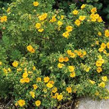 Maybe you would like to learn more about one of these? Zone 5 6 Flowering Shrubs