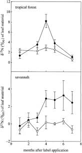 Image result for Kohautia microflora